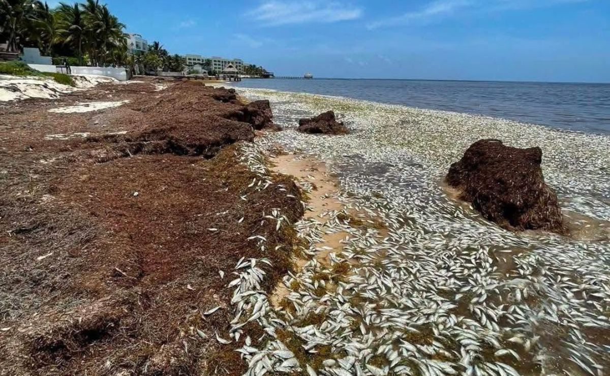 Miles de peces llegan muertos a la Bahía de Petempich en Quintana Roo Miles de peces llegan muertos a la Bahía de Petempich en Quintana Roo