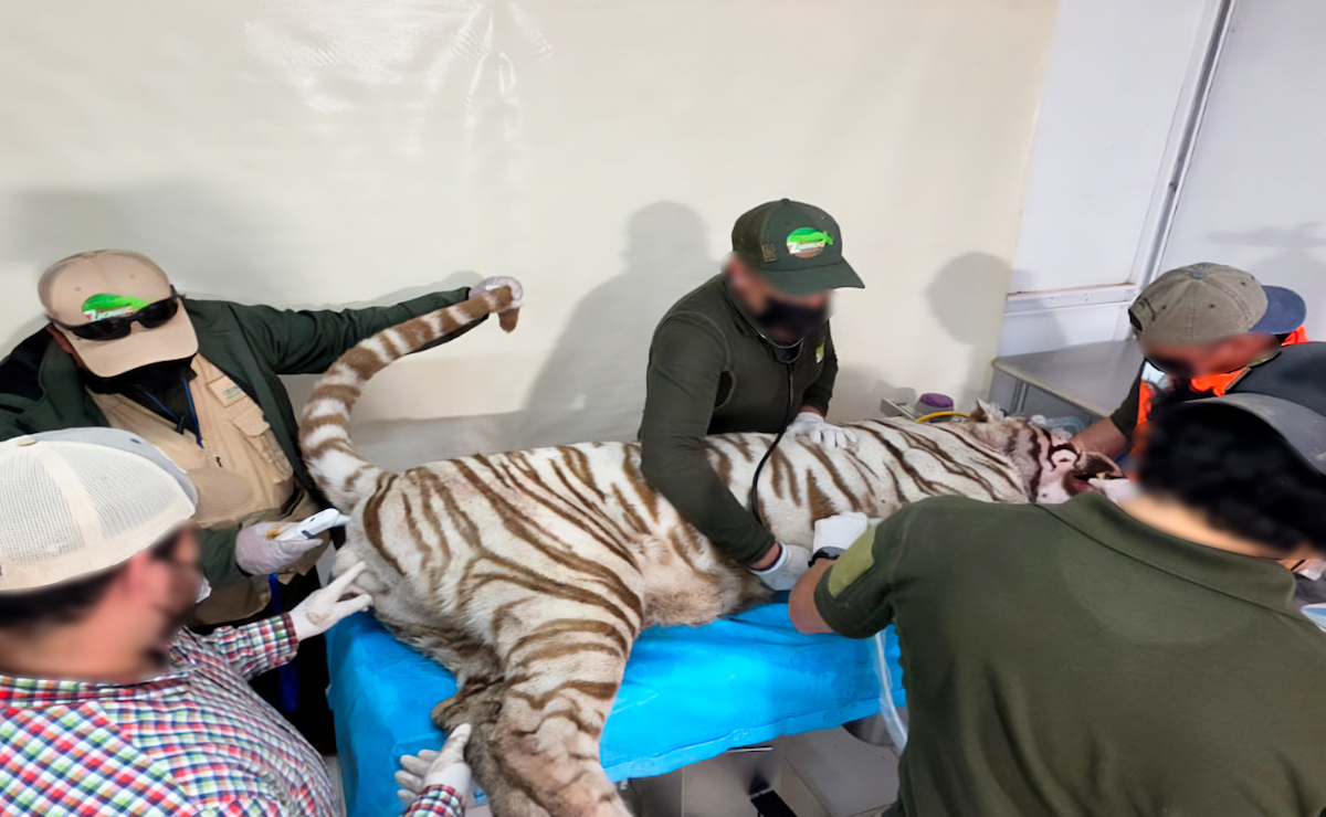 Clausuran Animal Experience tras escape y muerte del tigre de Bengala ‘Kenzo’ en Edomex Clausuran Animal Experience tras escape y muerte del tigre de Bengala ‘Kenzo’ en Edomex