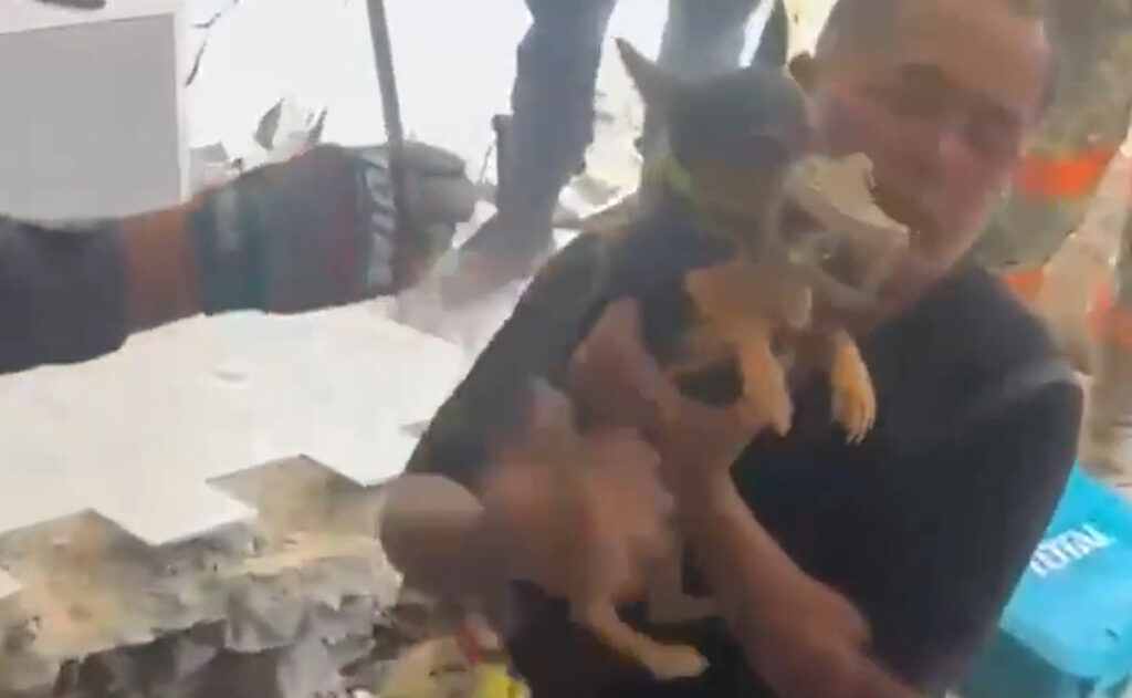 Rescatan con vida a “Sarita”, perrita atrapada entre escombros en Venezuela