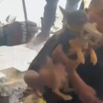 Rescatan con vida a “Sarita”, perrita atrapada entre escombros en Venezuela