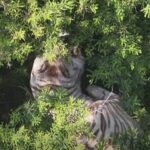 Capturan a tigre de bengala que escapó en Tepetlaoxtoc; está herido