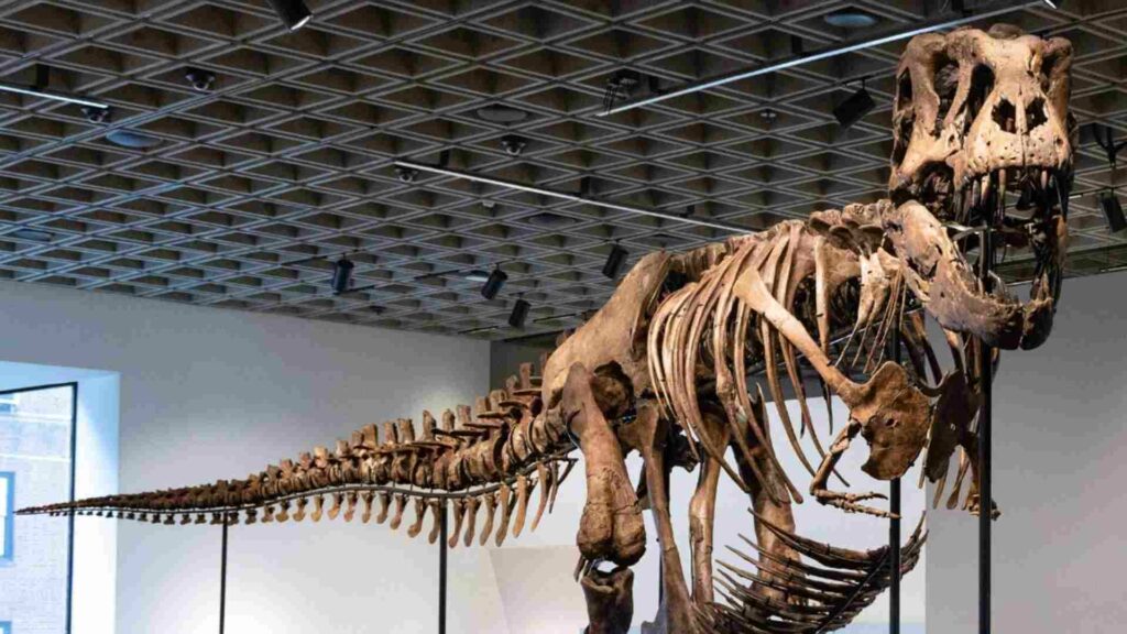 Un esqueleto de T. Rex se vende por un récord de 50.1 millones en subasta en Nueva York
