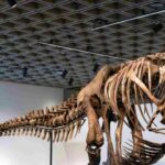 Un esqueleto de T. Rex se vende por un récord de 50.1 millones en subasta en Nueva York