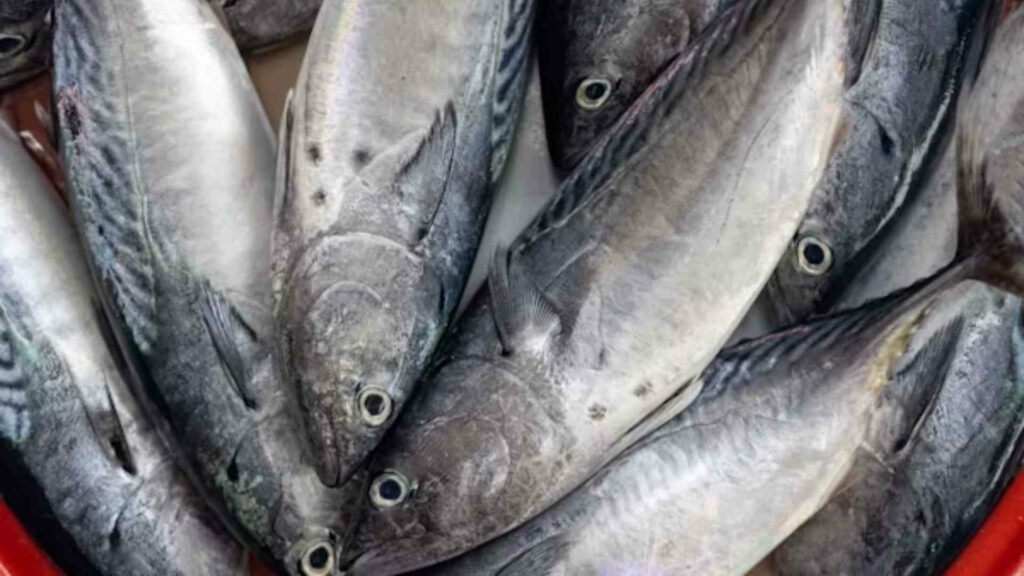 Conapesca retiene 462 toneladas de producto pesquero ilegal en junio