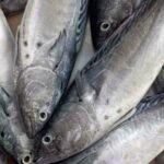 Conapesca retiene 462 toneladas de producto pesquero ilegal en junio