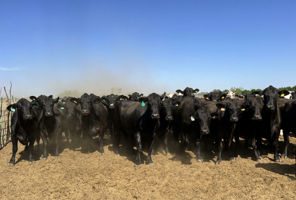 Ganaderos esperan recuperación a 20 días de la reapertura de frontera de EE.UU. - 04c3b7ff630be123c40847a4cd8795959219f53bw-1024x692
