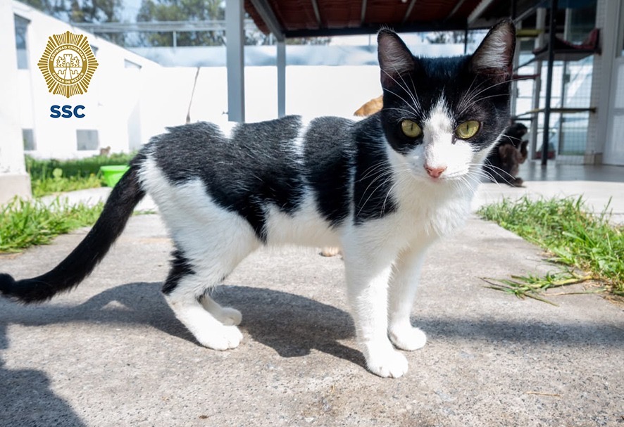 135 gatos esperan en CDMX una familia que les dé un hogar - 2fc40515-7e8b-4ef8-9a94-48550fa5f5d1