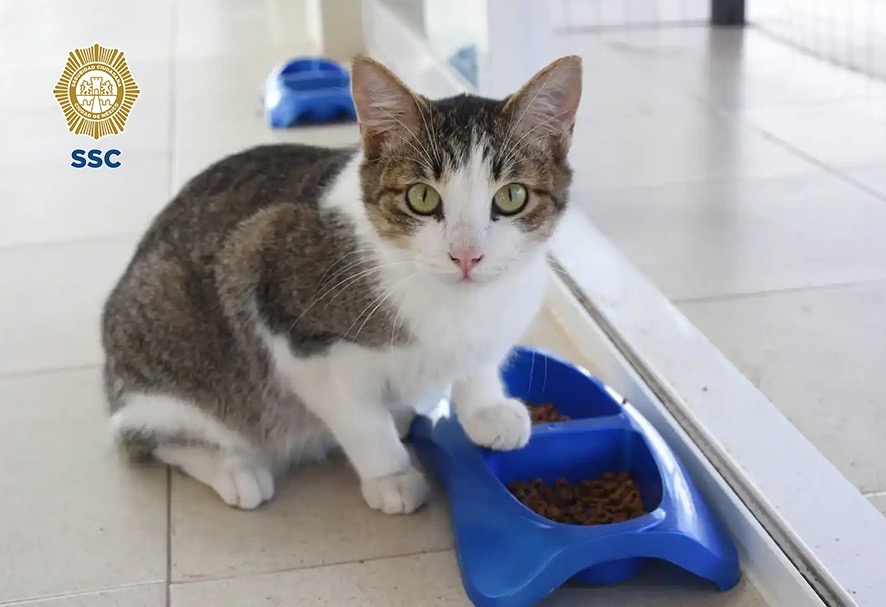 135 gatos esperan en CDMX una familia que les dé un hogar - 379d43fb-956c-4cf3-ab64-ef86406092ee