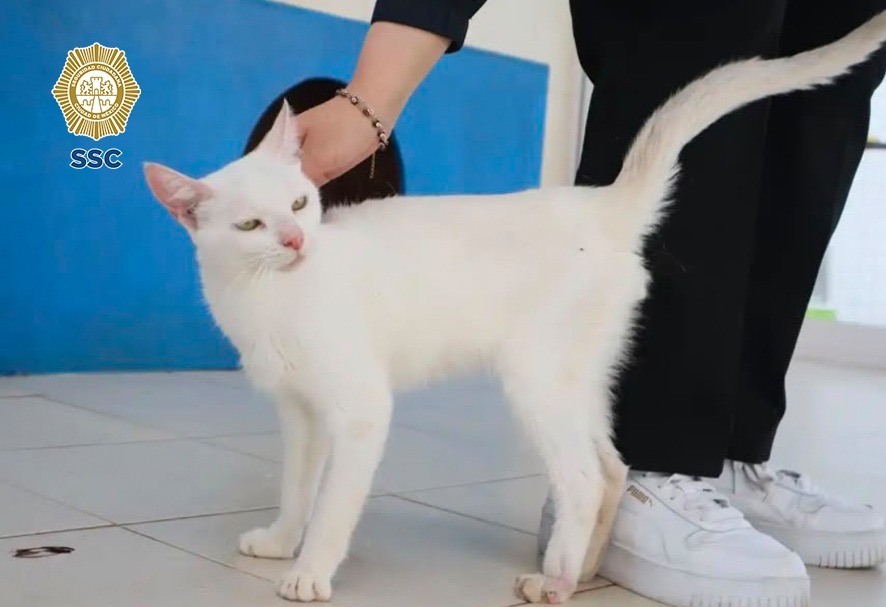 135 gatos esperan en CDMX una familia que les dé un hogar - 4c4705cf-9d4e-46eb-959c-1b45350ccb13