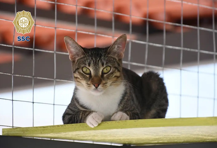 135 gatos esperan en CDMX una familia que les dé un hogar - 4f9c41a8-96a5-4e39-b4d6-78276575c86a