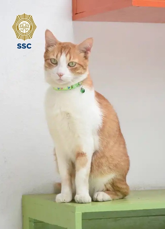 135 gatos esperan en CDMX una familia que les dé un hogar - 79ccff08-a5c3-4ac5-b976-f66724c95078