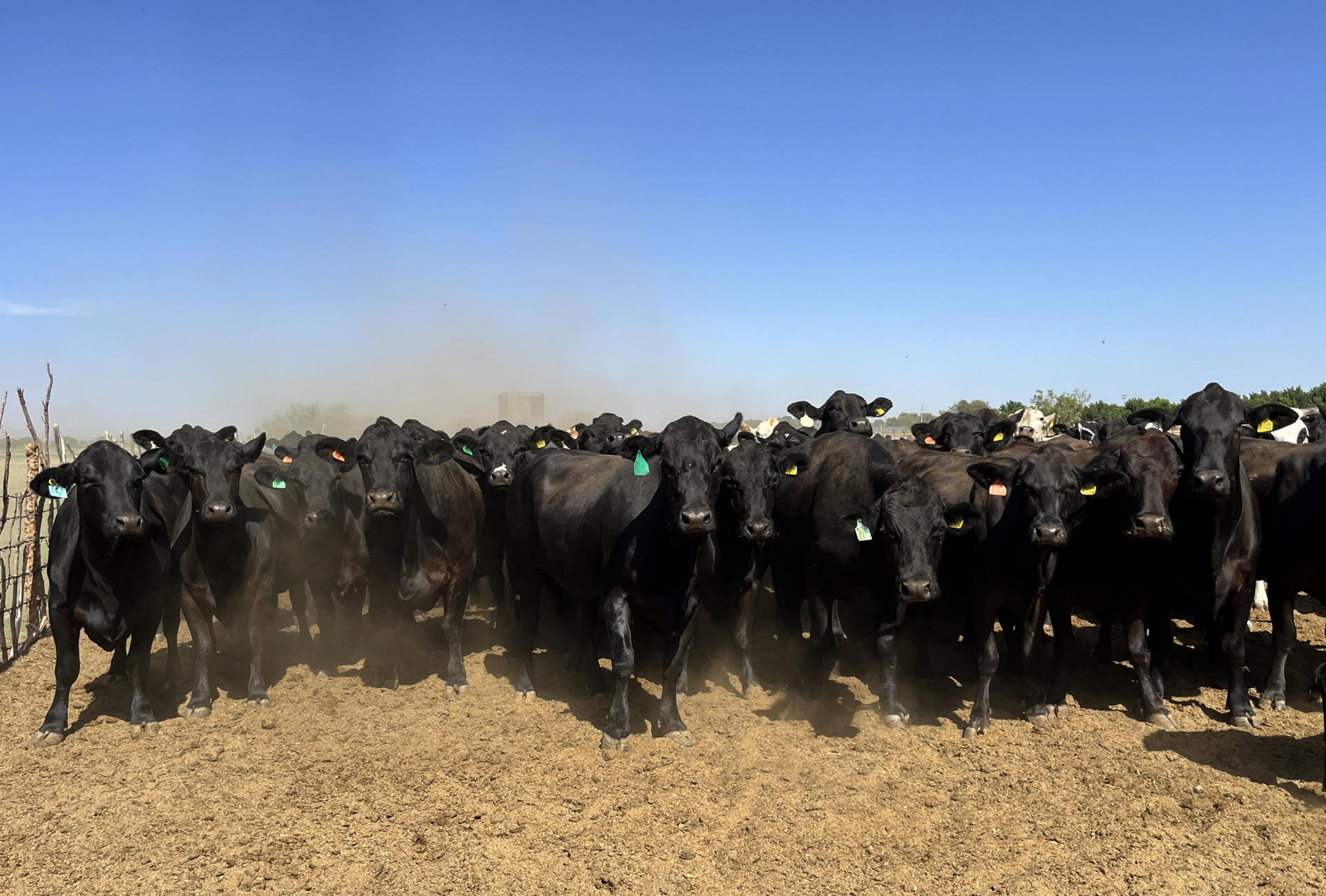 Ganaderos prevén que abrir borde con EE.UU. modere auge de exportaciones mexicanas de carne
