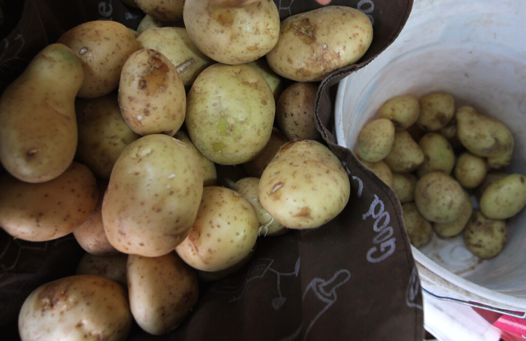 Productores denuncian ingreso irregular de papa estadounidense en Sinaloa