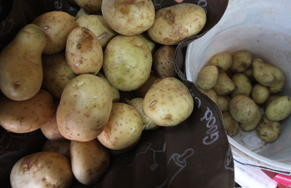 Productores denuncian ingreso irregular de papa estadounidense en Sinaloa