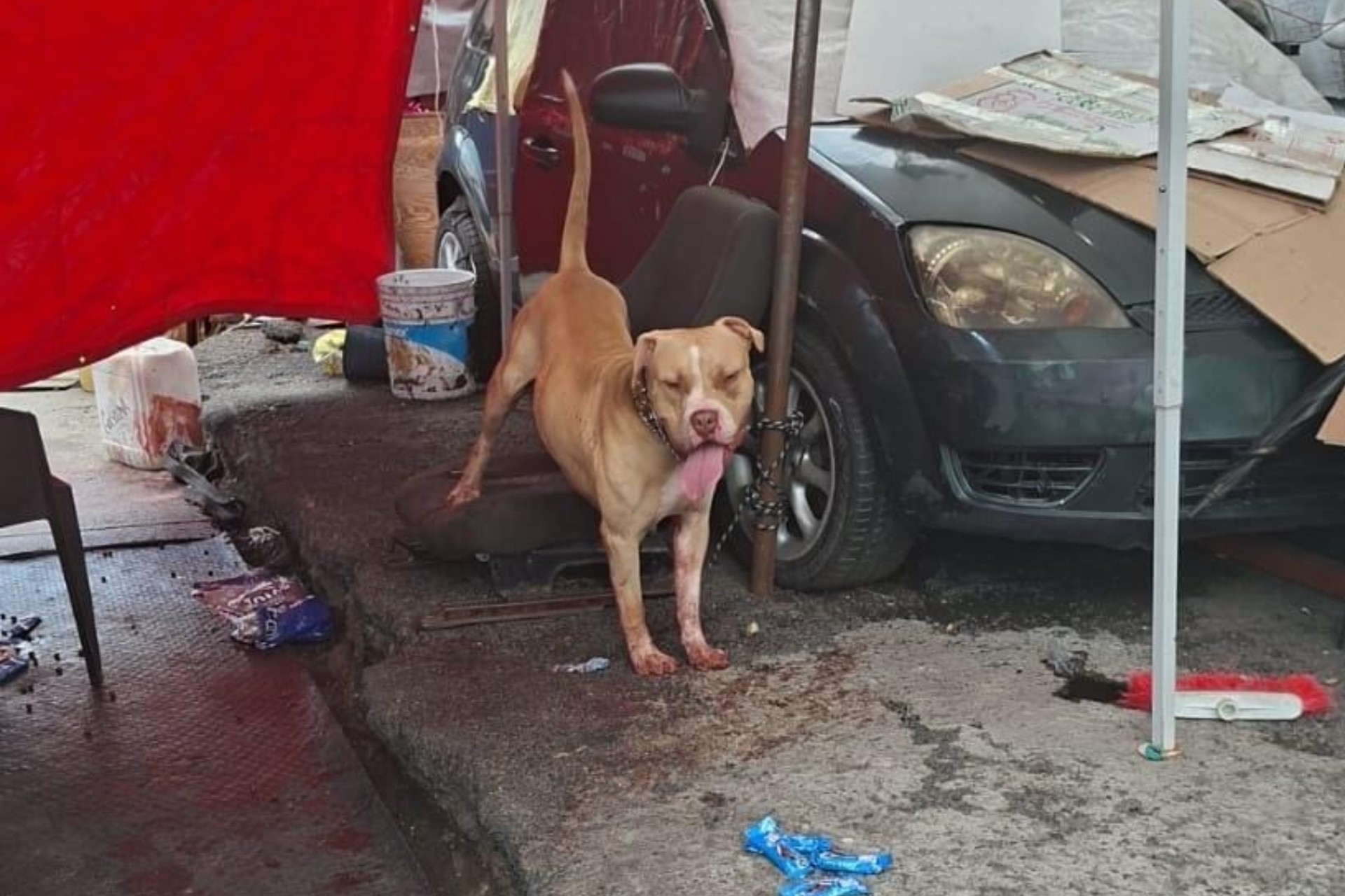Hombre muere tras ataque de perro pitbull afuera del Metro Indios Verdes
