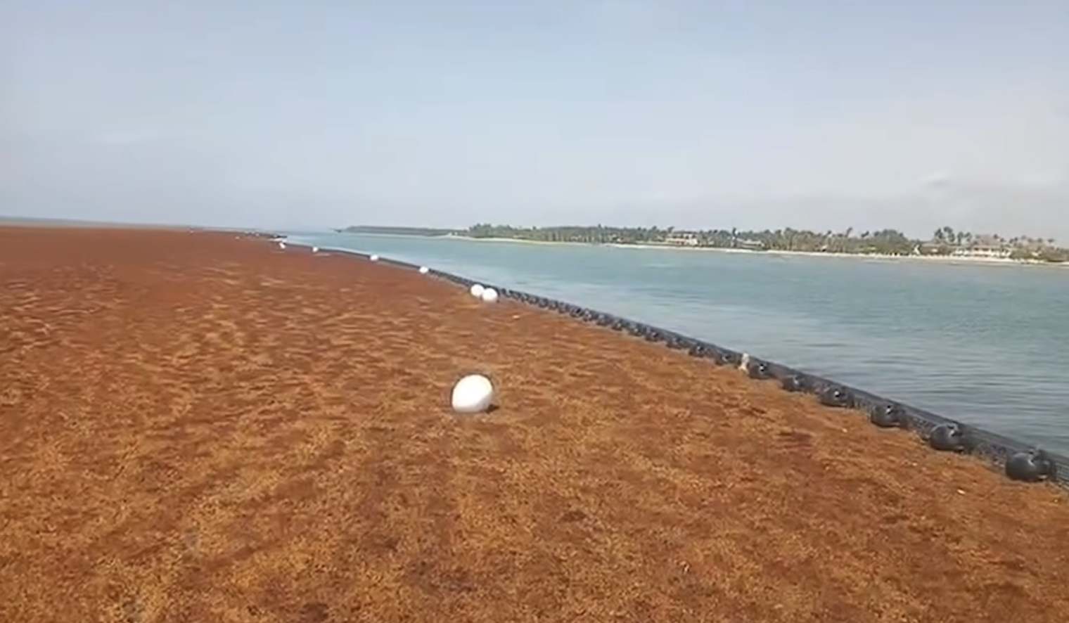 Sargazo alcanza niveles históricos en el Caribe Mexicano