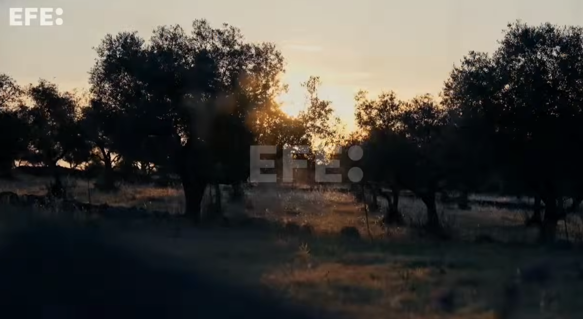 Las Tres Cumbres de Huelva, un camino entre dehesas, patrimonio y raíces
