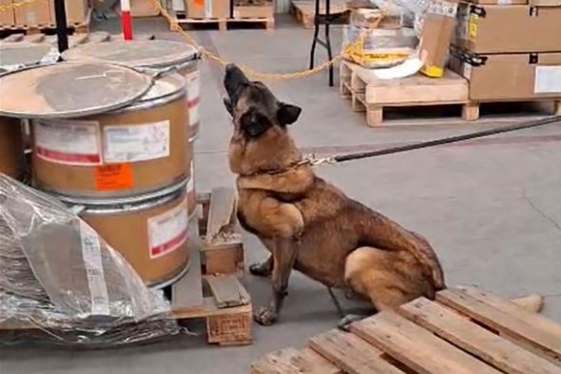 Binomio canino detecta 245 kilos de metanfetamina y 18 paquetes de hoja de coca en el AICM