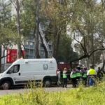 Hallan cuerpo colgado de árbol sobre Insurgentes Norte, ¿qué ocurrió?