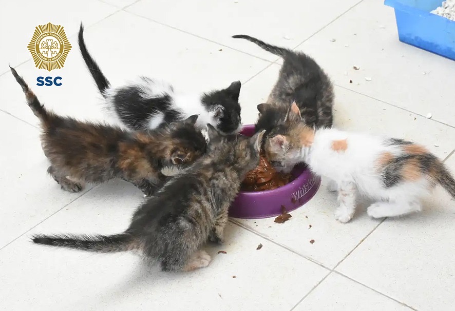 135 gatos esperan en CDMX una familia que les dé un hogar