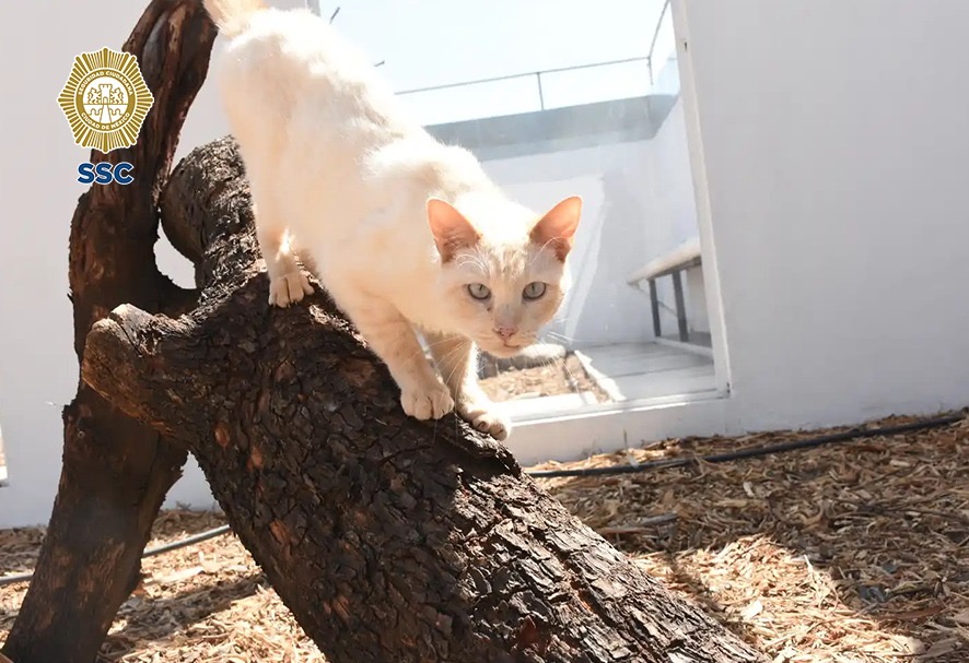 135 gatos esperan en CDMX una familia que les dé un hogar - de07063c-0891-43dc-8f31-790f392f78a7