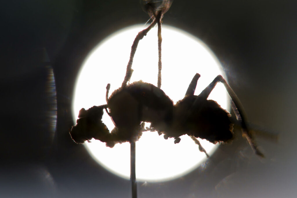 Descubren en México seis “hongos zombis”, uno bautizado en honor a Guillermo del Toro