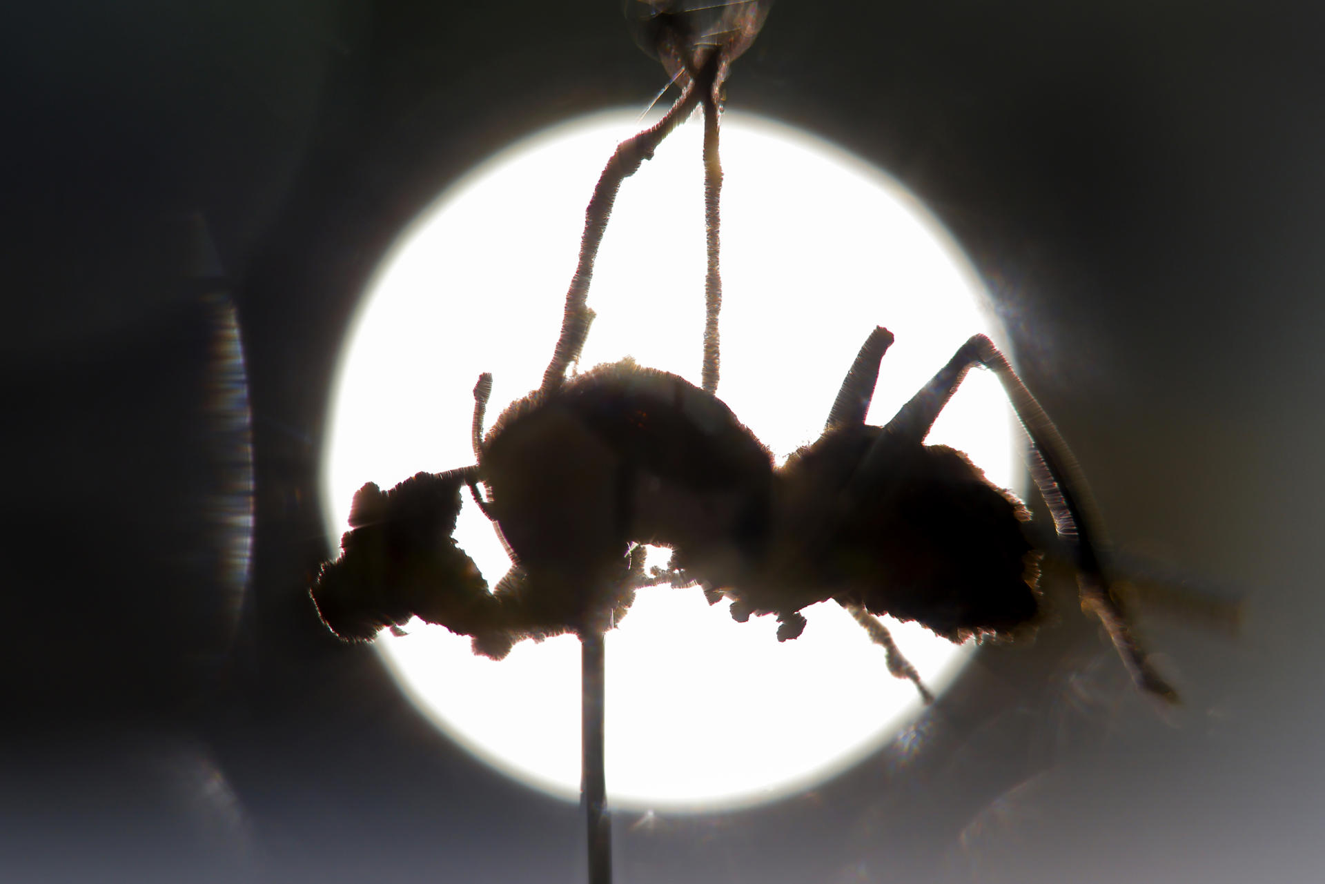 Descubren en México seis “hongos zombis”, uno bautizado en honor a Guillermo del Toro Descubren en México seis “hongos zombis”, uno bautizado en honor a Guillermo del Toro