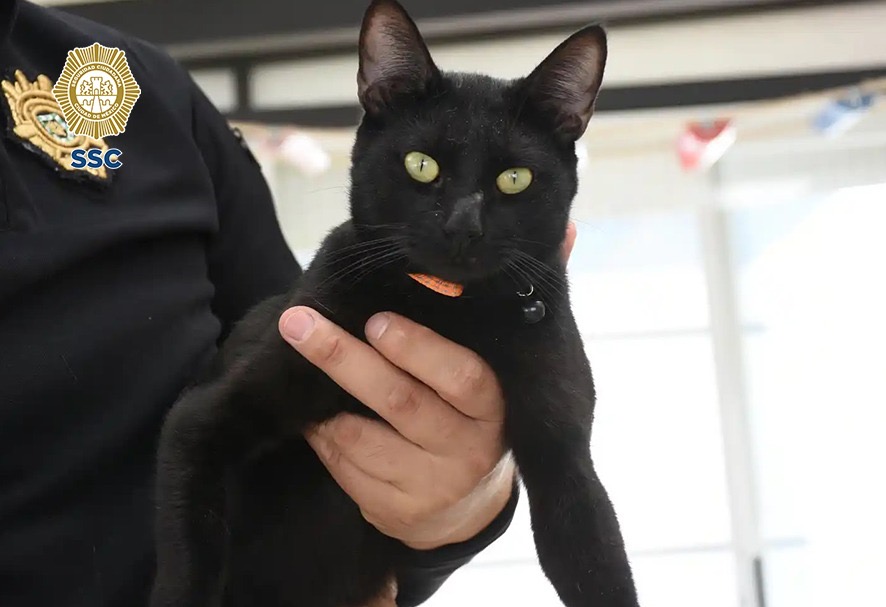 135 gatos esperan en CDMX una familia que les dé un hogar - e4fd91da-e1e3-400c-b40c-dd9416bb432a