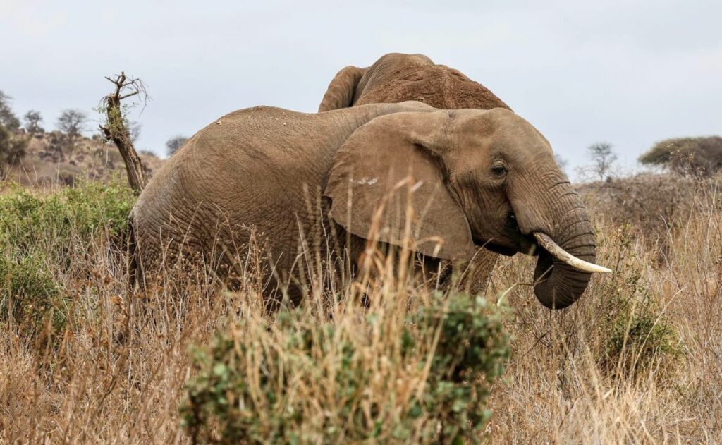 ¿Veneno o enfermedad? Mueren 18 elefantes de forma misteriosa en Kenia