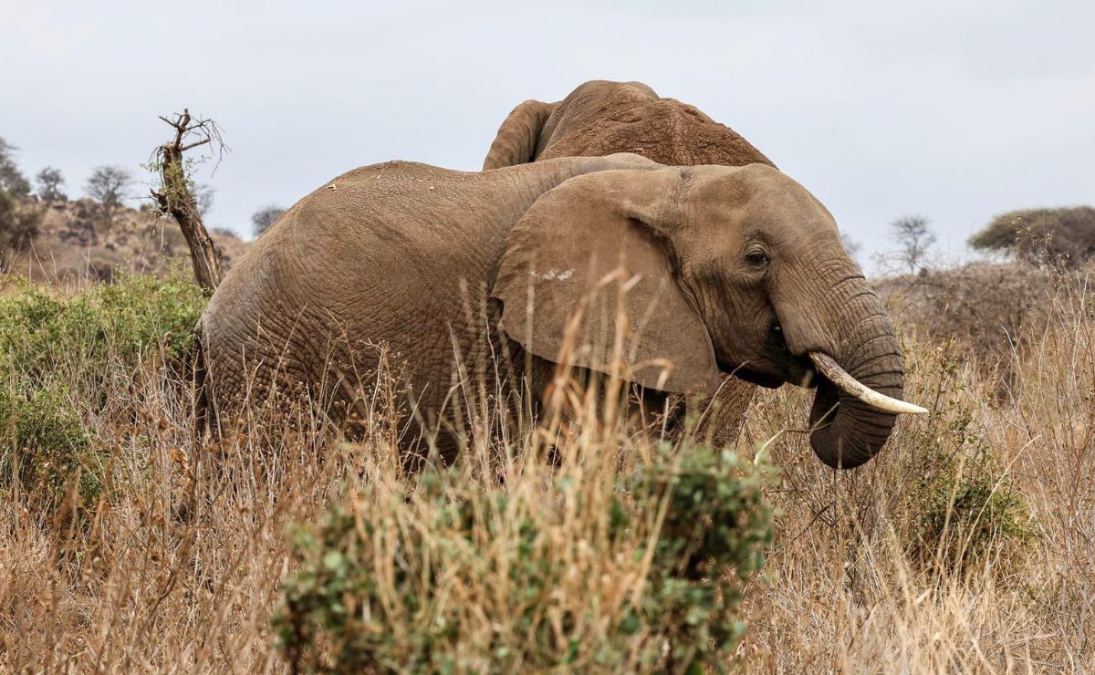 ¿Veneno o enfermedad? Mueren 18 elefantes de forma misteriosa en Kenia
