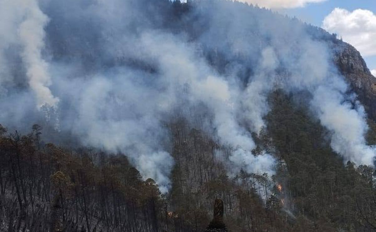 Tamaulipas suma 22 incendios forestales en lo que va de 2026