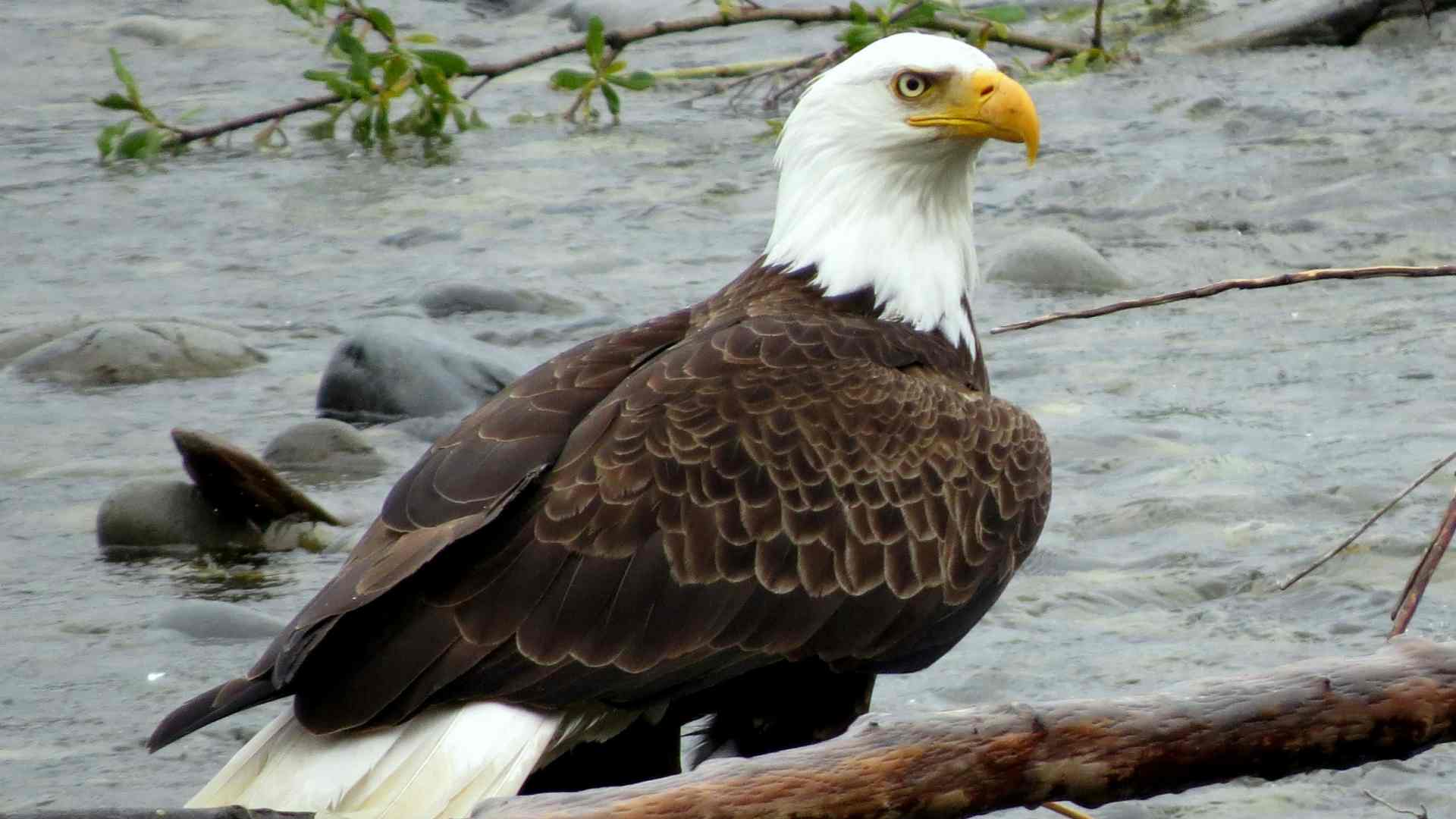 Jackie, la famosa águila calva de California, muere tras semanas en cuidados intensivos