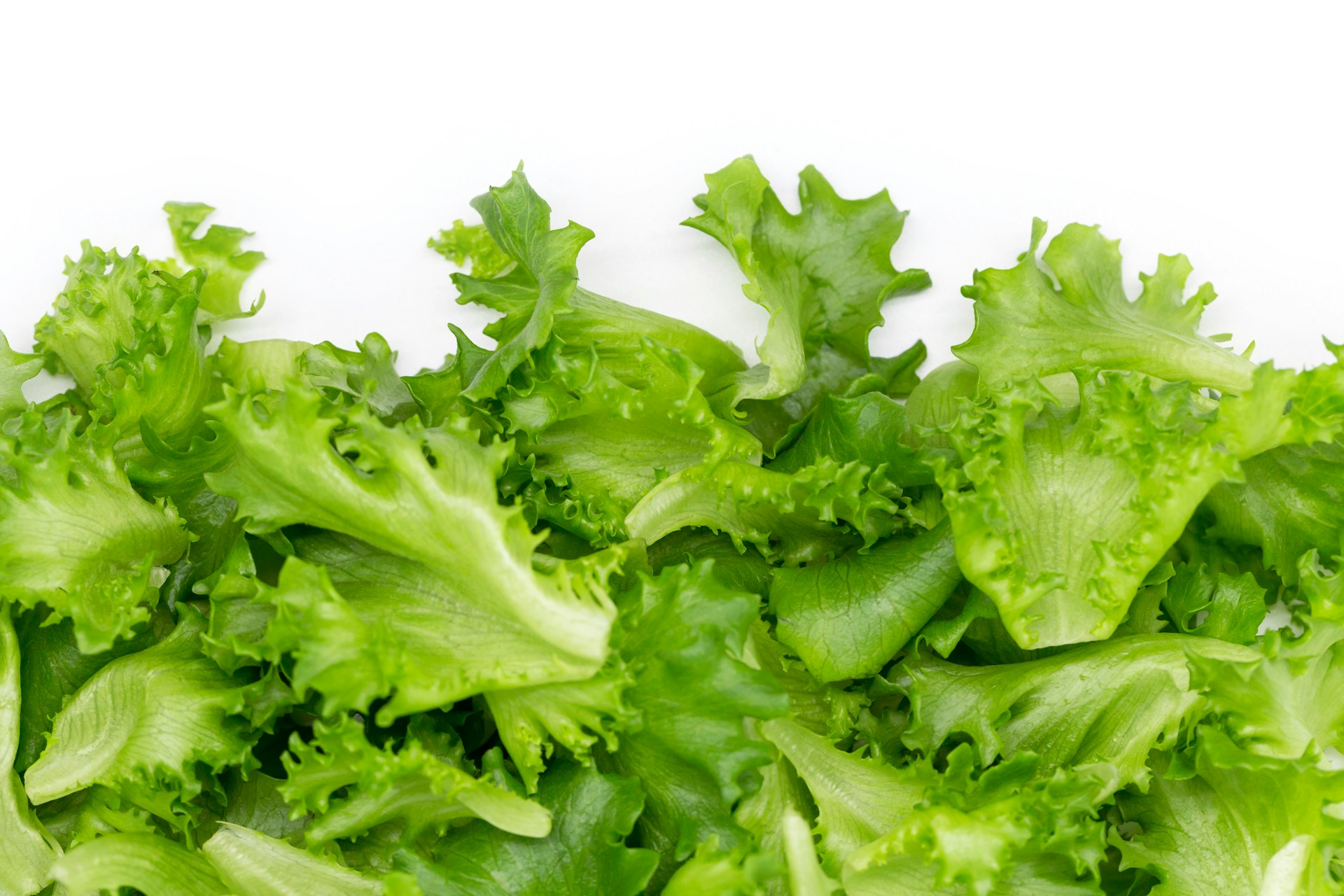 México insiste que no hay prueba que su lechuga causara brote de ciclosporiasis en EE.UU.