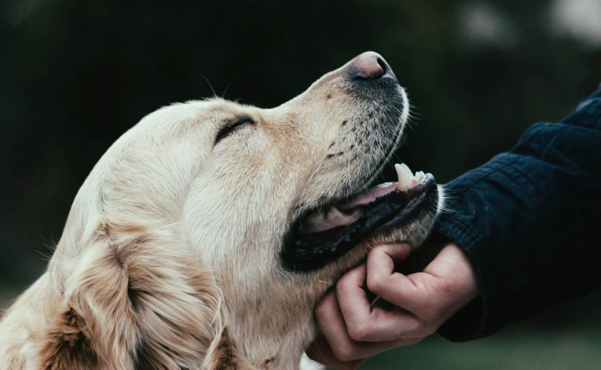 Presentan iniciativa para dar pensión a mascotas tras una separación