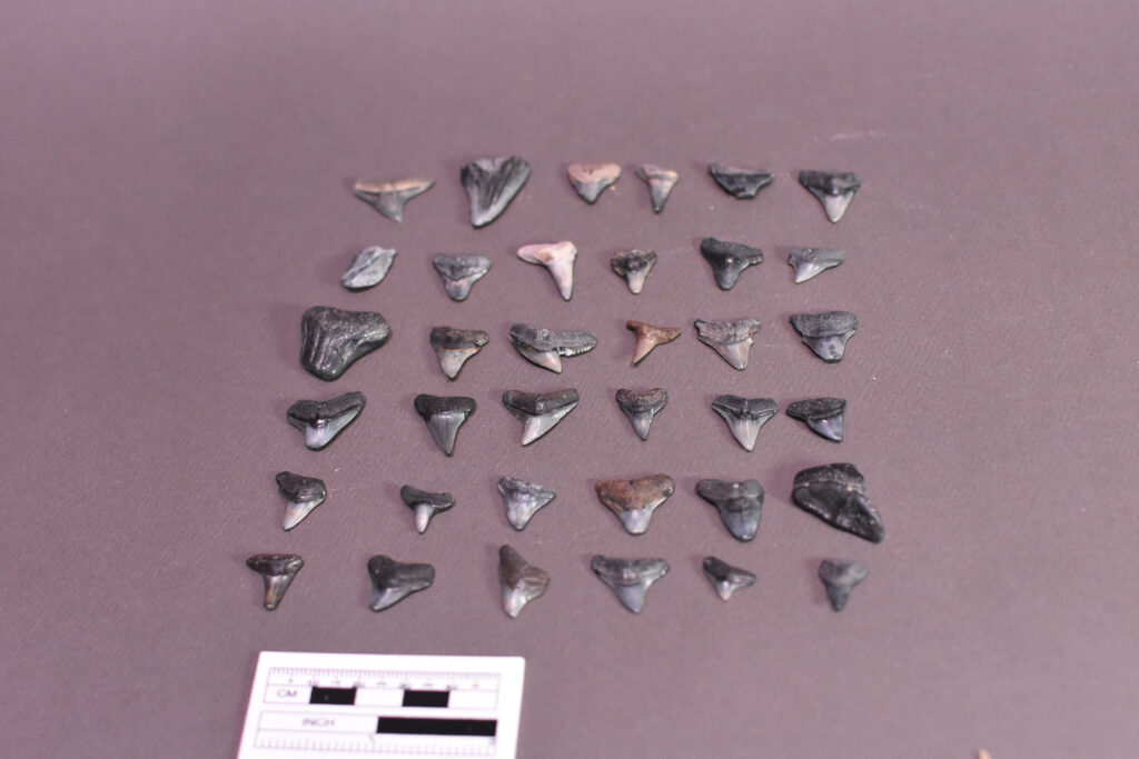 México recibe restitución de mil 132 bienes arqueológicos prehispánicos de EE.UU. - mexico-recibe-restitucion-de-mil-132-bienes-arqueologicos-prehispanicos-de-eeuu-2-1024x683