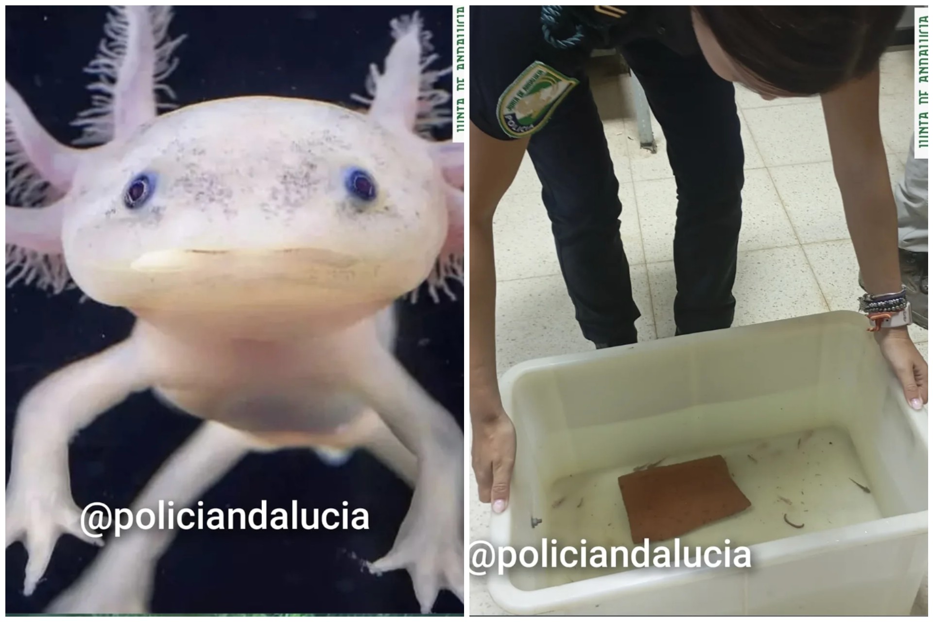 Recuperan en Granada 29 ajolotes mexicanos, vendidos de manera ilegal