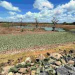 Sequía deja al borde de la quiebra a 10 mil campesinos en Chiapas