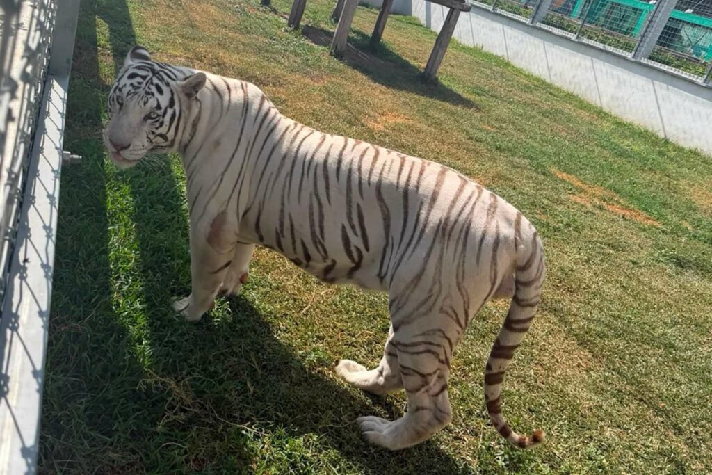 Decomisan cinco inmuebles y 135 animales exóticos en Tamaulipas