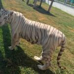 Decomisan cinco inmuebles y 135 animales exóticos en Tamaulipas