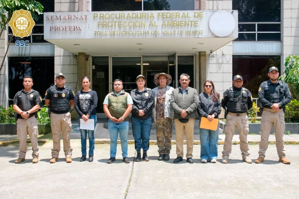 Tras rescate en Iztapalapa, cría de tigre de Bengala blanco queda bajo resguardo de la Profepa - tras-rescate-en-iztapalapa-cria-de-tigre-de-bengala-blanco-queda-bajo-resguardo-de-la-profepa-2-1024x683