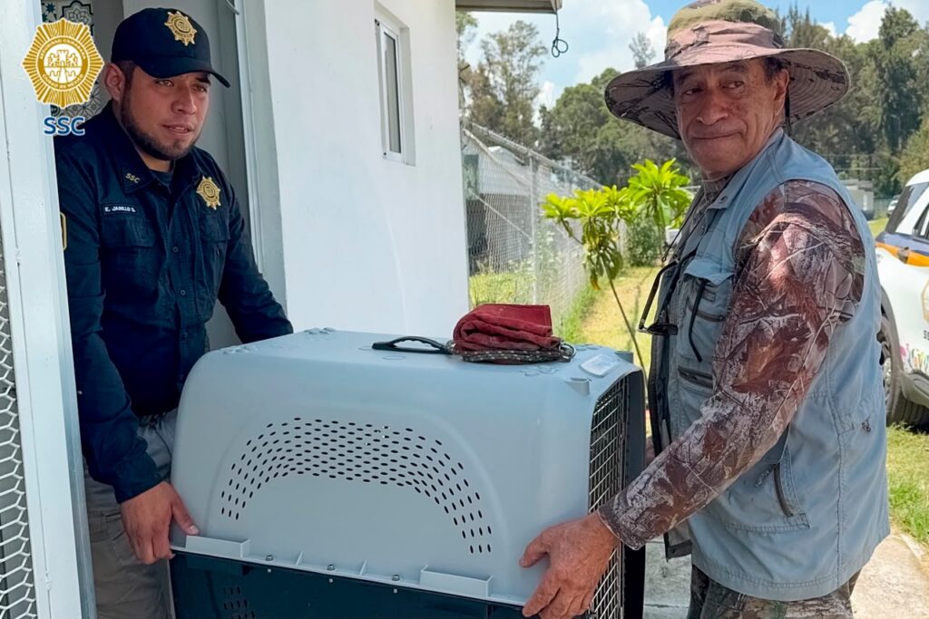 Tras rescate en Iztapalapa, cría de tigre de Bengala blanco queda bajo resguardo de la Profepa - tras-rescate-en-iztapalapa-cria-de-tigre-de-bengala-blanco-queda-bajo-resguardo-de-la-profepa-3-1024x683