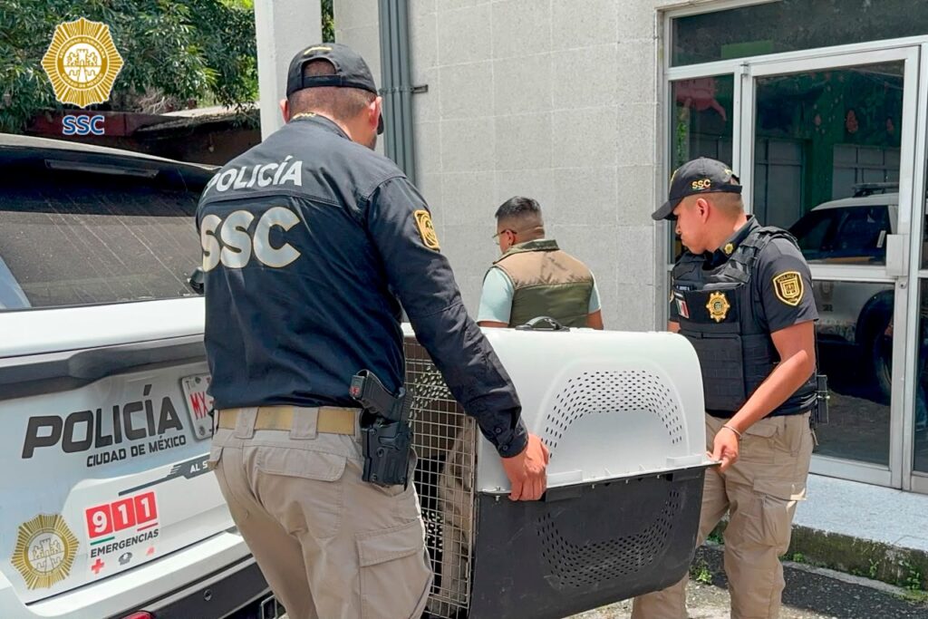 Tras rescate en Iztapalapa, cría de tigre de Bengala blanco queda bajo resguardo de la Profepa - tras-rescate-en-iztapalapa-cria-de-tigre-de-bengala-blanco-queda-bajo-resguardo-de-la-profepa-5-1024x683