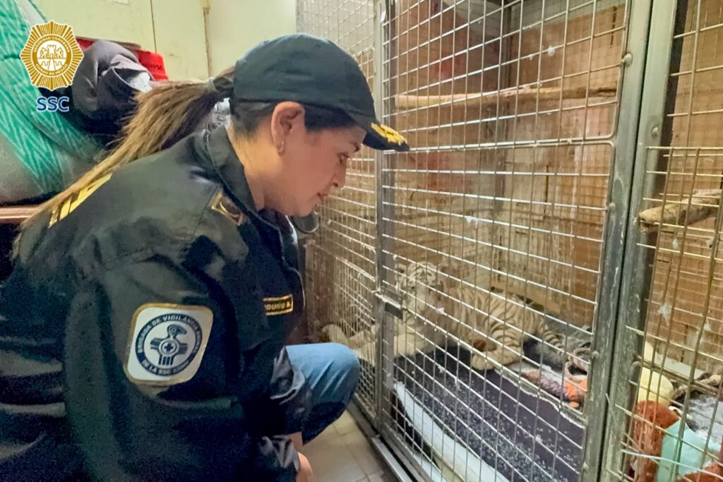 Tras rescate en Iztapalapa, cría de tigre de Bengala blanco queda bajo resguardo de la Profepa - tras-rescate-en-iztapalapa-cria-de-tigre-de-bengala-blanco-queda-bajo-resguardo-de-la-profepa-6-1024x683
