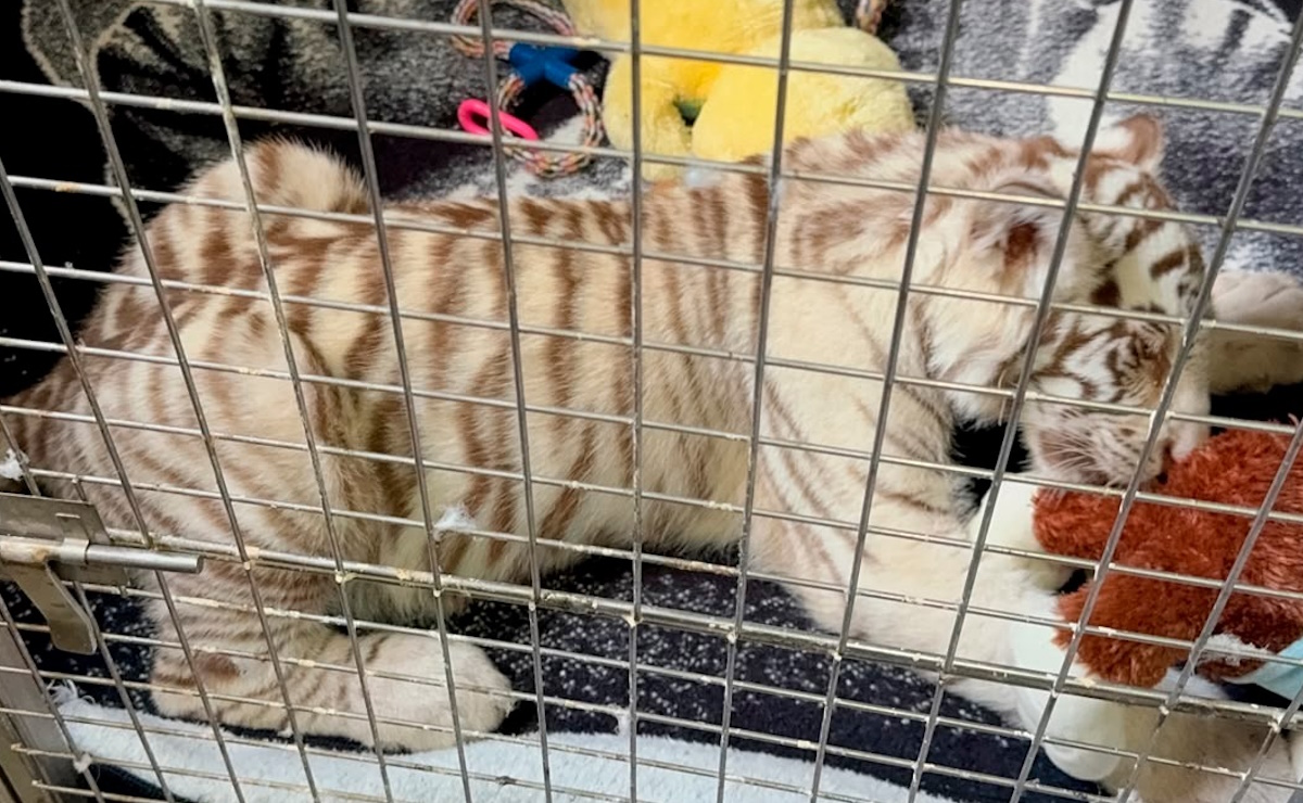 Tras rescate en Iztapalapa, cría de tigre de Bengala blanco queda bajo resguardo de la Profepa