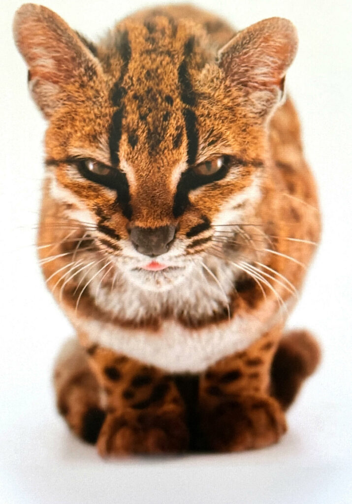 Descubren una nueva especie de felino, la primera en más de un siglo - 168ff2539d07a41b7532bb80a098f78809769663w-715x1024