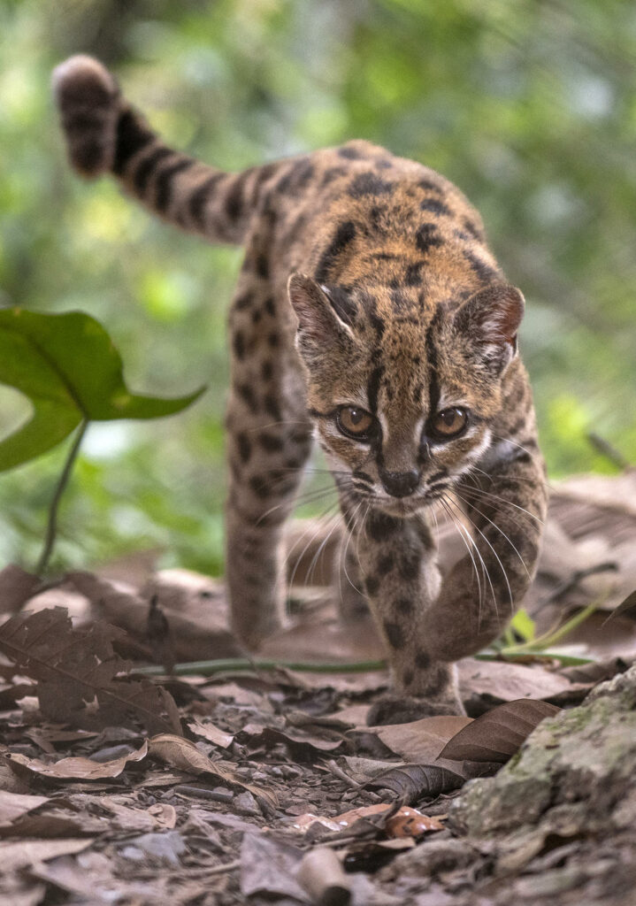 Descubren una nueva especie de felino, la primera en más de un siglo - 8bc37ea7f42c71b0ebe9854c1cf9f036b20ca798w-719x1024