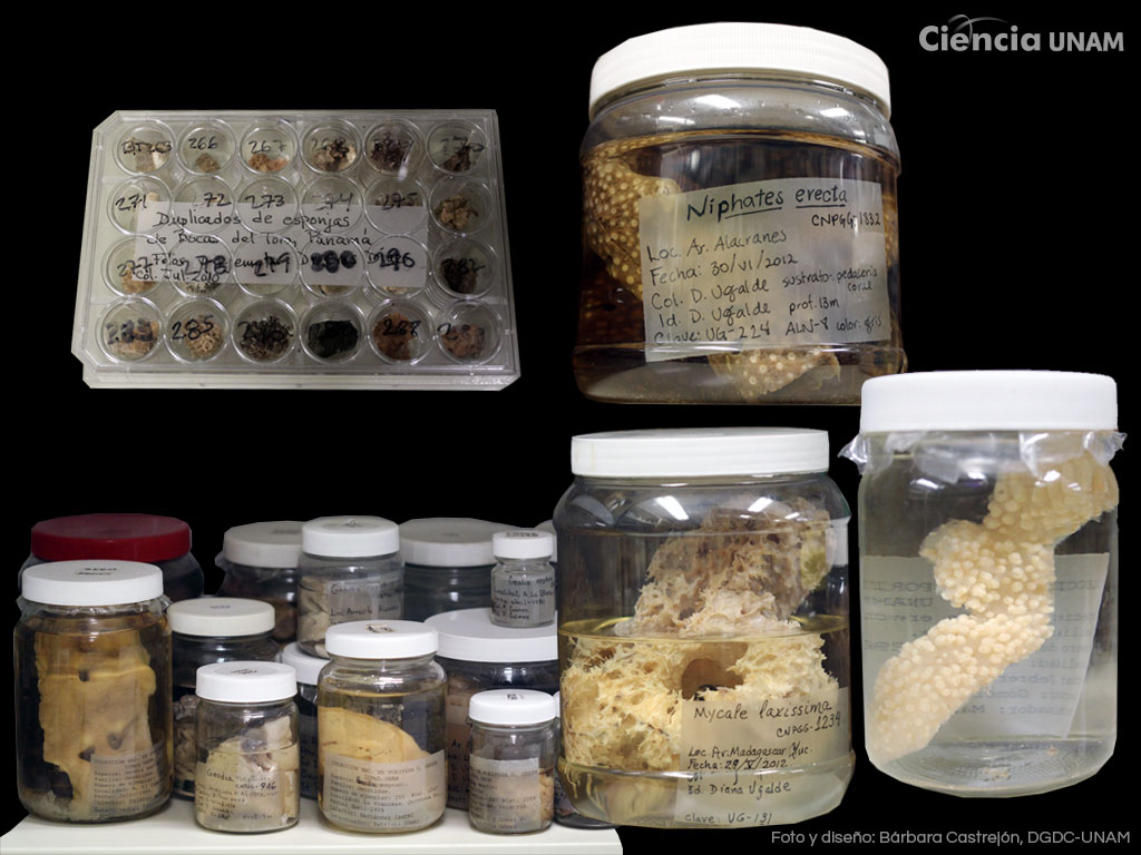 UNAM alberga al animal más antiguo del mar, ¿cuál es? - coleccion-nacional-del-phylum-porifera-gerardo-green