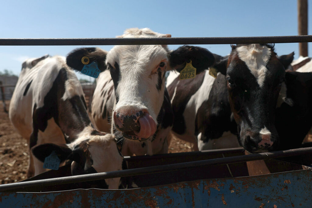 Chihuahua reanuda exportación de ganado a EE.UU tras cierre por gusano barrenador