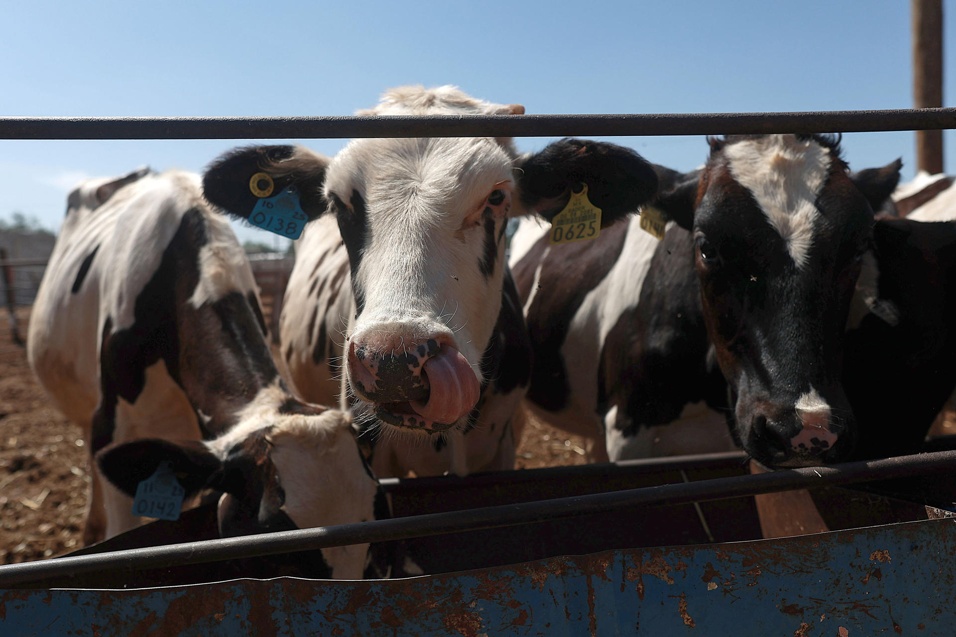 Chihuahua reanuda exportación de ganado a EE.UU tras cierre por gusano barrenador Chihuahua reanuda exportación de ganado a EE.UU tras cierre por gusano barrenador