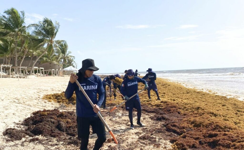Marina fortalece su estrategia contra el sargazo para proteger al Caribe mexicano